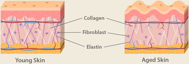 Aging process